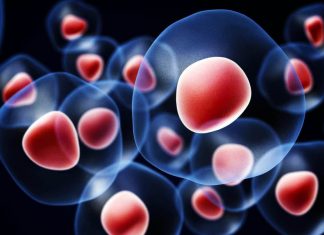 Pielea umana reconstituita din celule stem