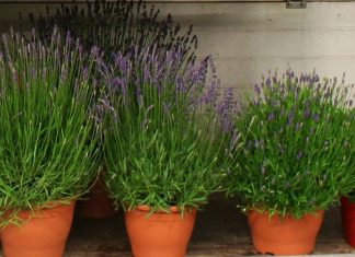 Cum se planteaza lavanda in ghivece