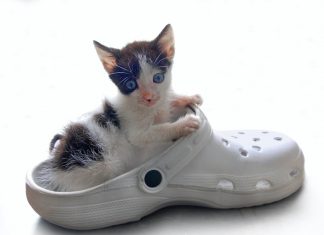 168 Citate Motivationale Amuzante Inspirationale Si Motivationale