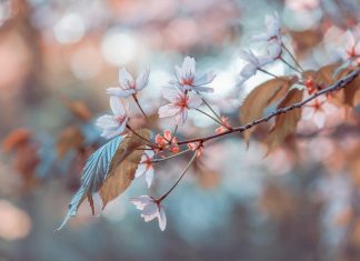 184 Citate Despre Flori Citate scurte