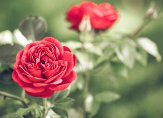 194 Mesaje De Florii