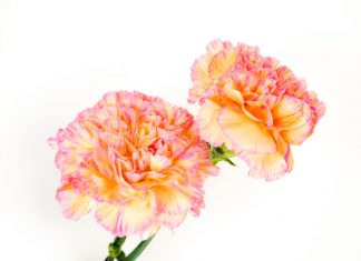 202 Mesaje De 8 Martie