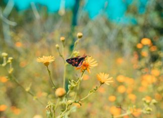 294 Citate Despre Fericire care sa te inspire in fiecare zi