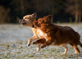 78 Citate Despre Caini Citate impresionante