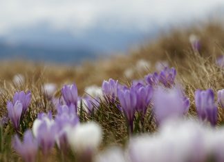 94 Citate Despre Primavara Care iti Vor Transforma Viata