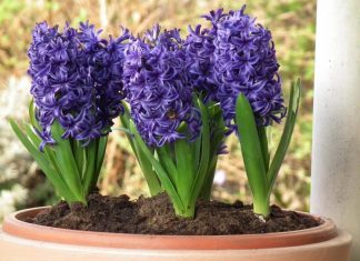 Zambila, caracteristici si sfaturi pentru cultivarea ei
